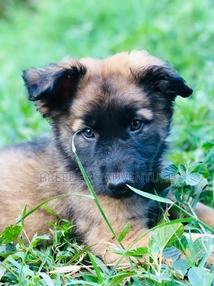 1-3 Months Male Purebred German Shepherd