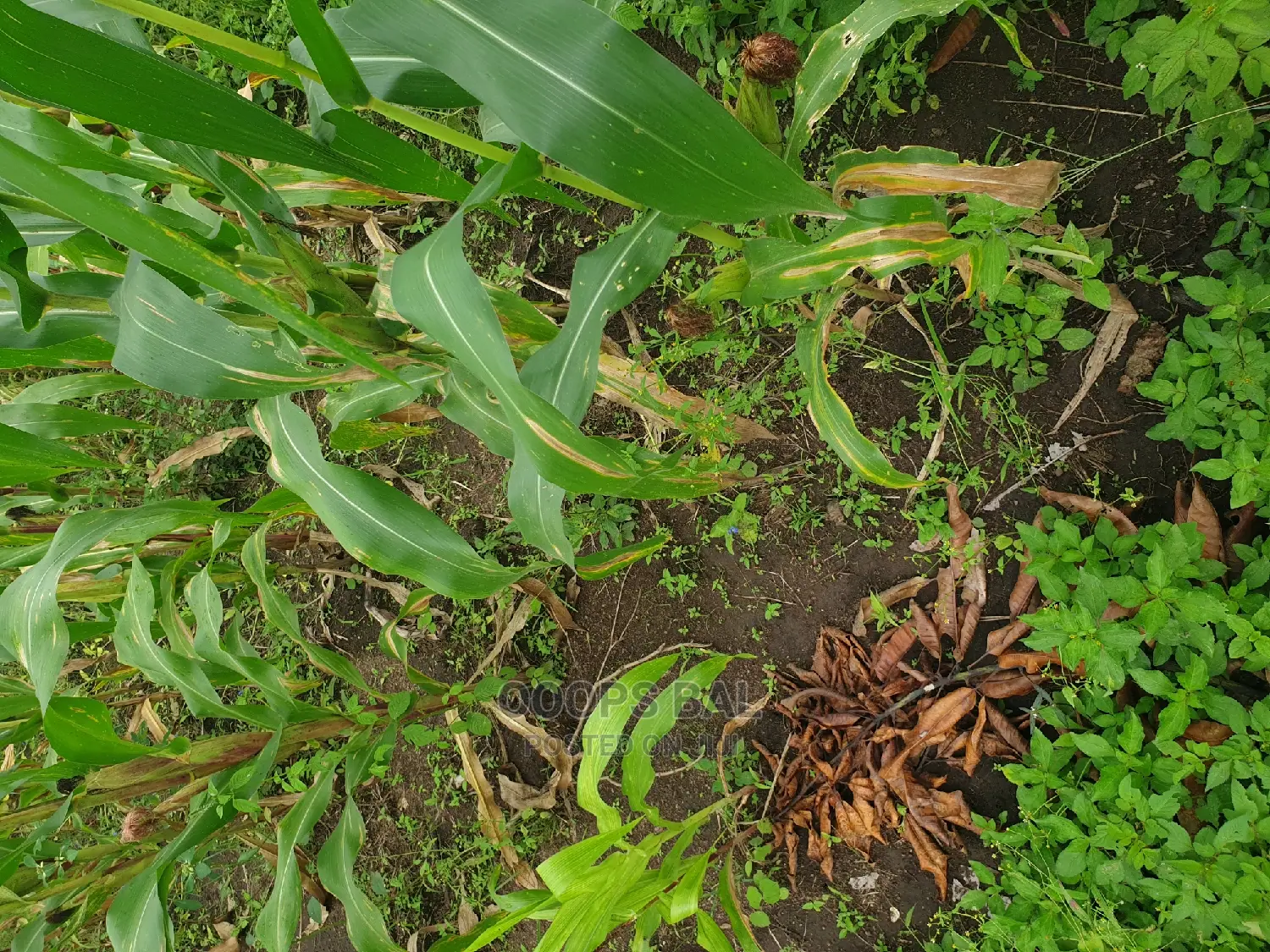 15 Acars in Single Lutete Hoima Road for Sale 20m Per Acar