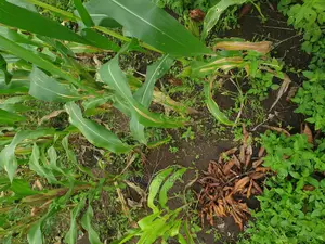 15 Acars in Single Lutete Hoima Road for Sale 20m Per Acar