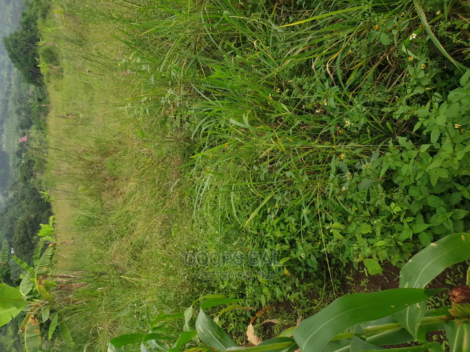 15 Acars in Single Lutete Hoima Road for Sale 20m Per Acar