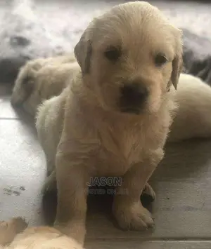 Golden Retriever Puppies