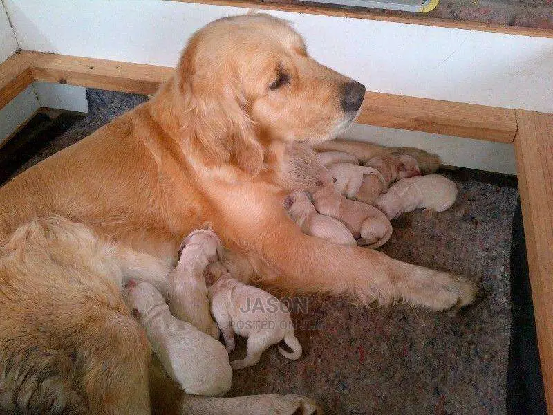 Golden Retriever Puppies