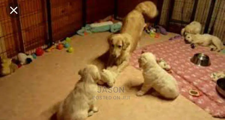 Golden Retriever Puppies