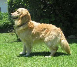 Golden Retriever Puppies