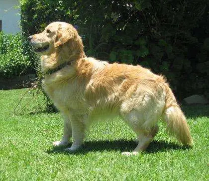 Golden Retriever Puppies