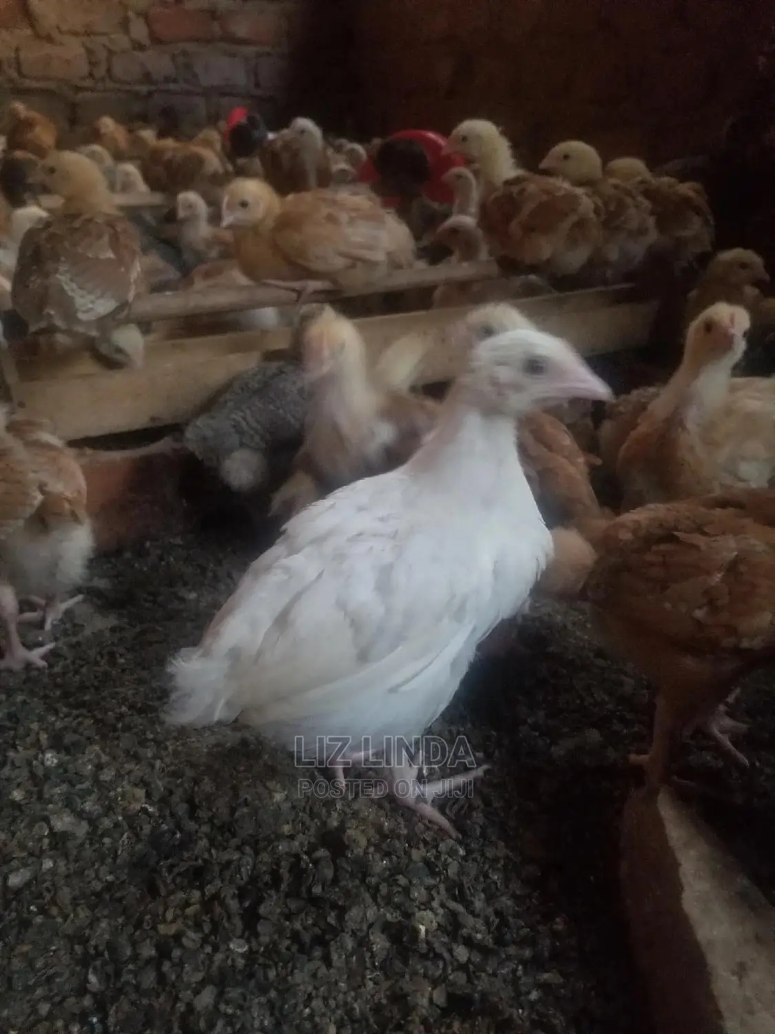 (2) Investing in Selling Birds for Chicks Business.