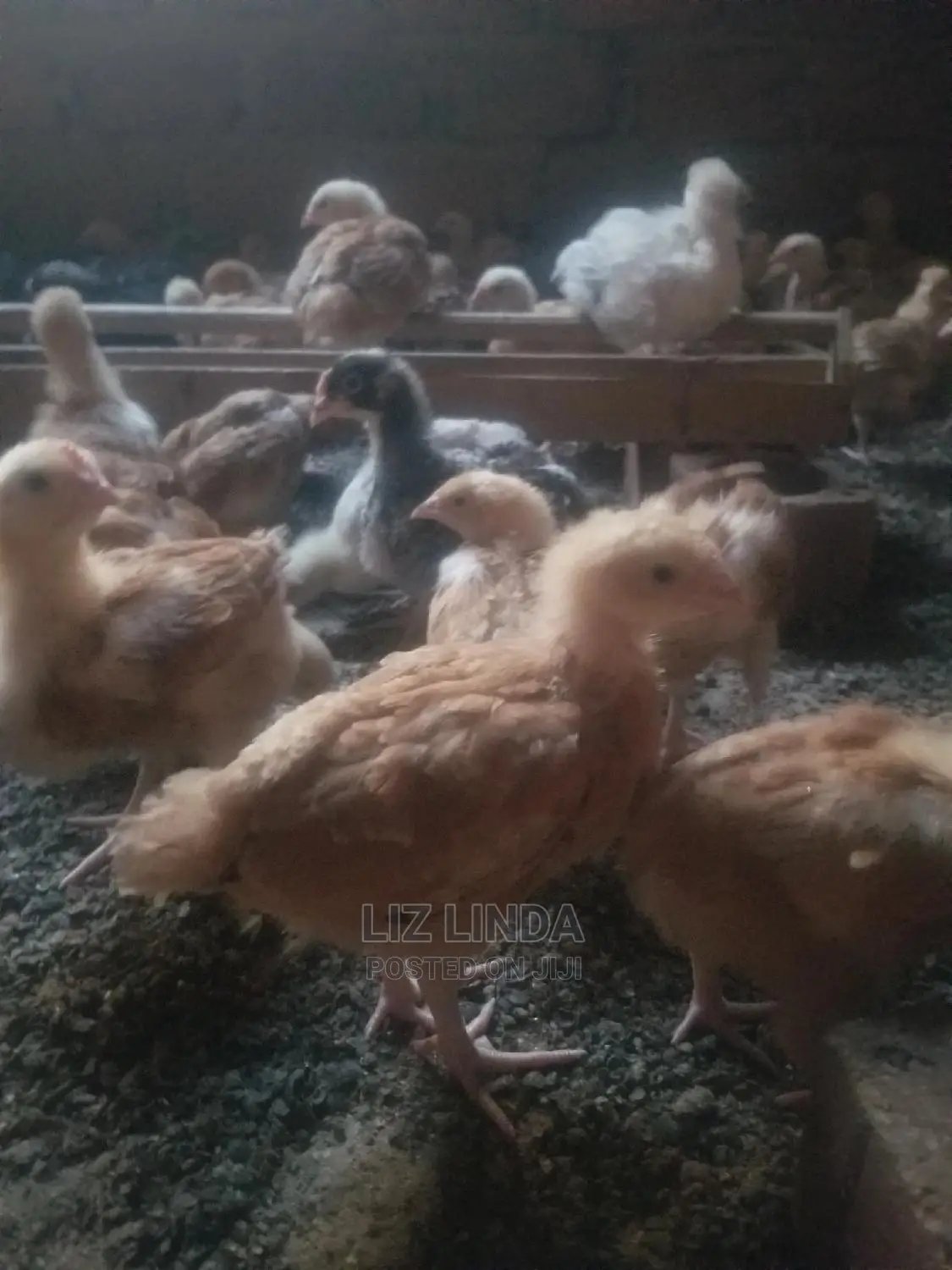 (2) Investing in Selling Birds for Chicks Business.