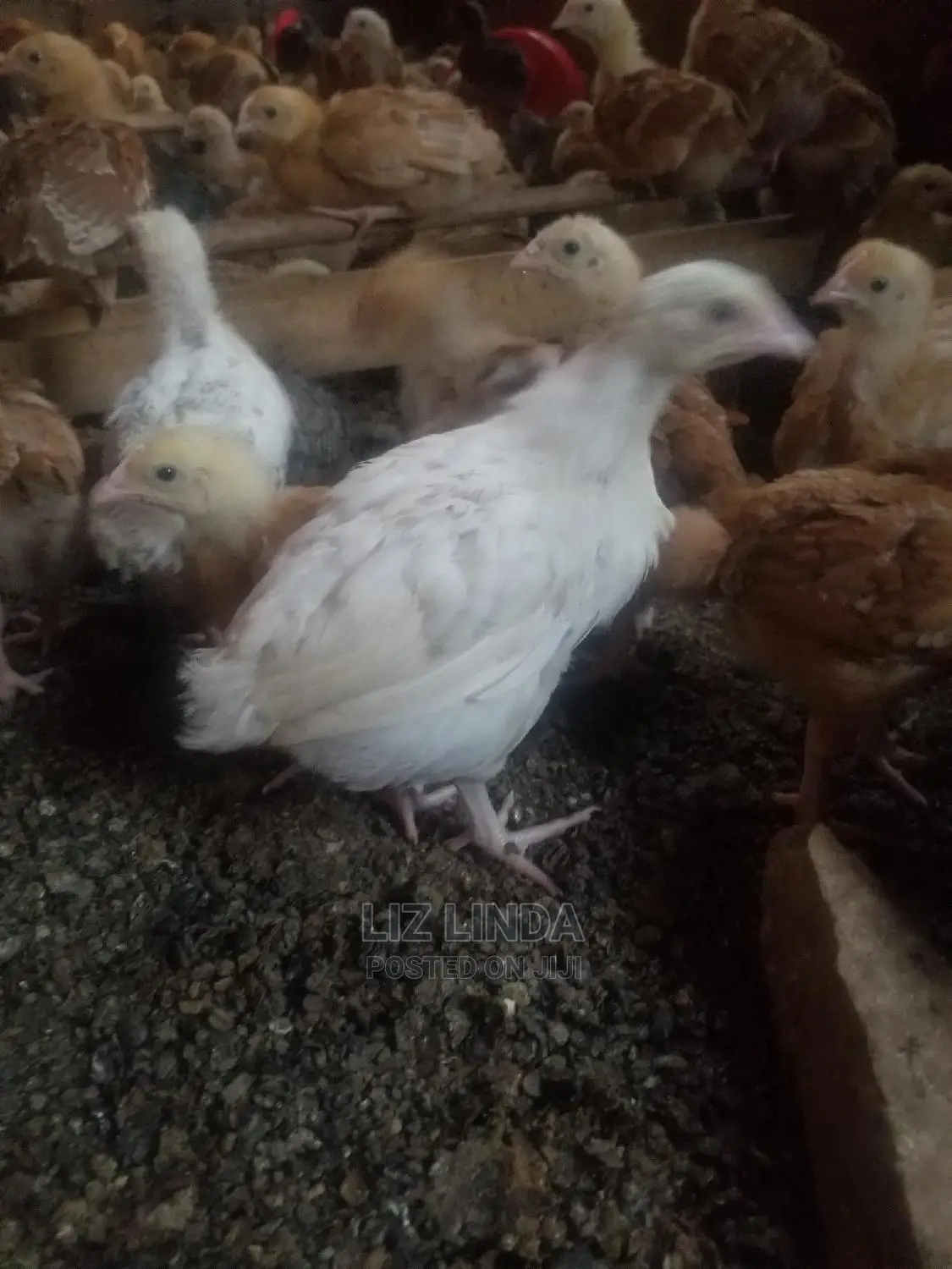 (2) Investing in Selling Birds for Chicks Business.