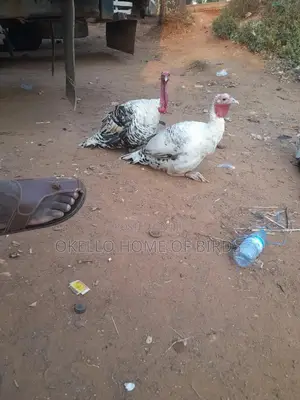 Male and Female Turkeys for Sell