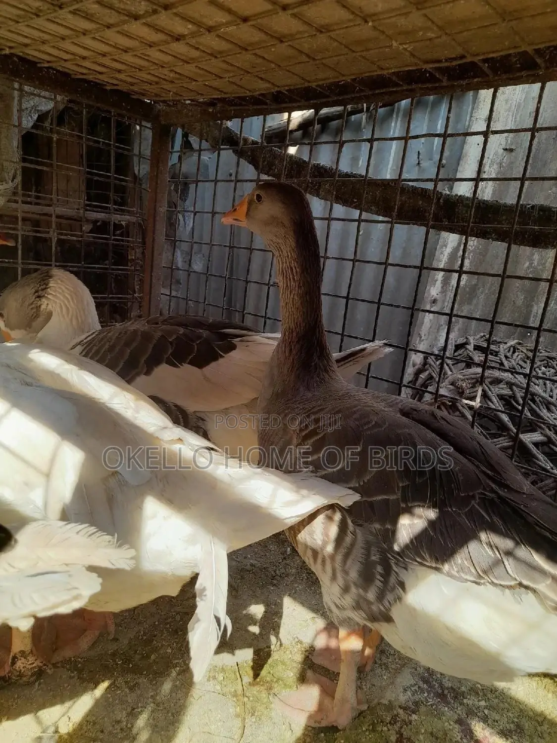 Mature Laying Stage Geese