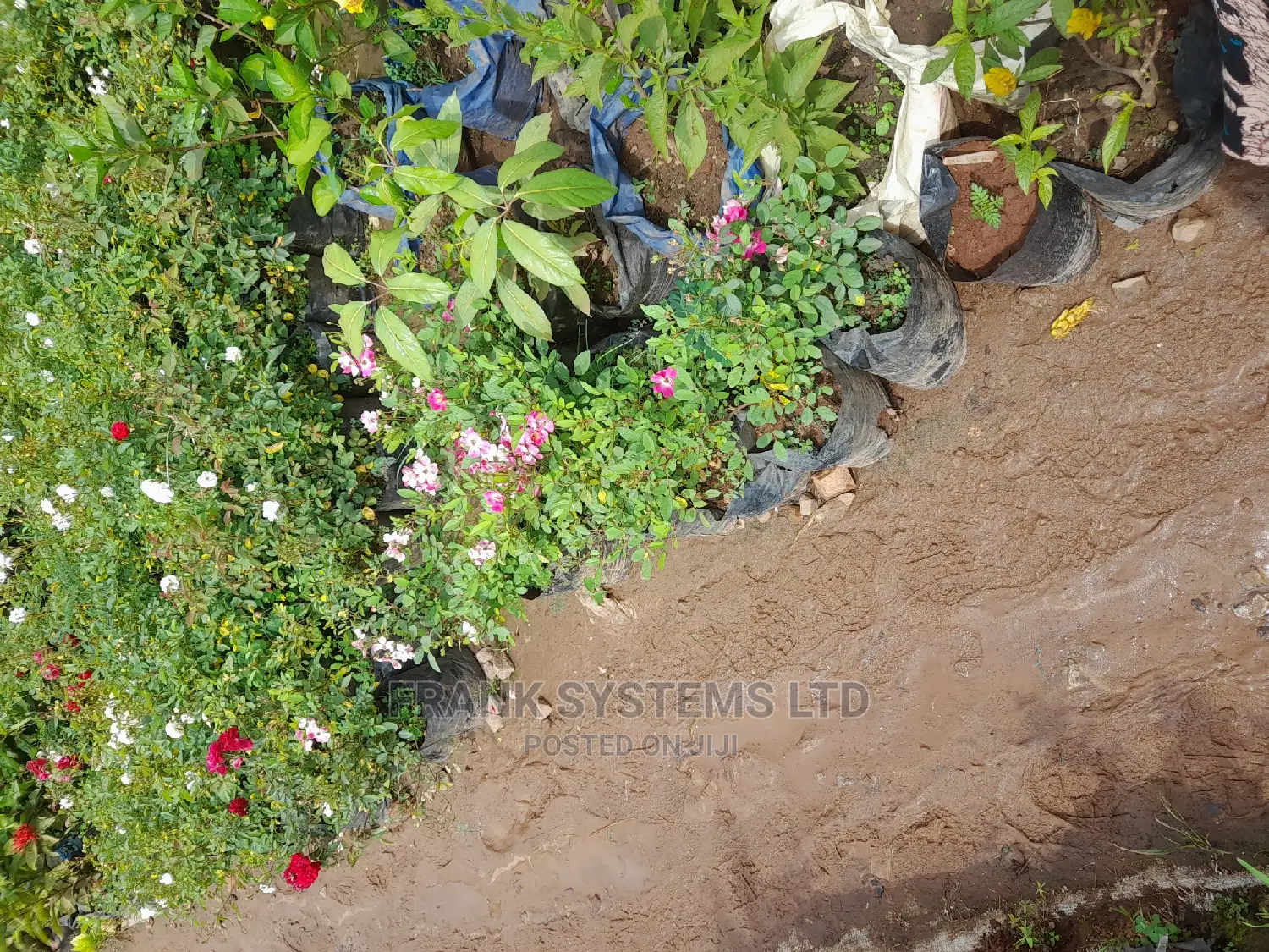 Flowering and Gardening