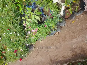 Flowering and Gardening