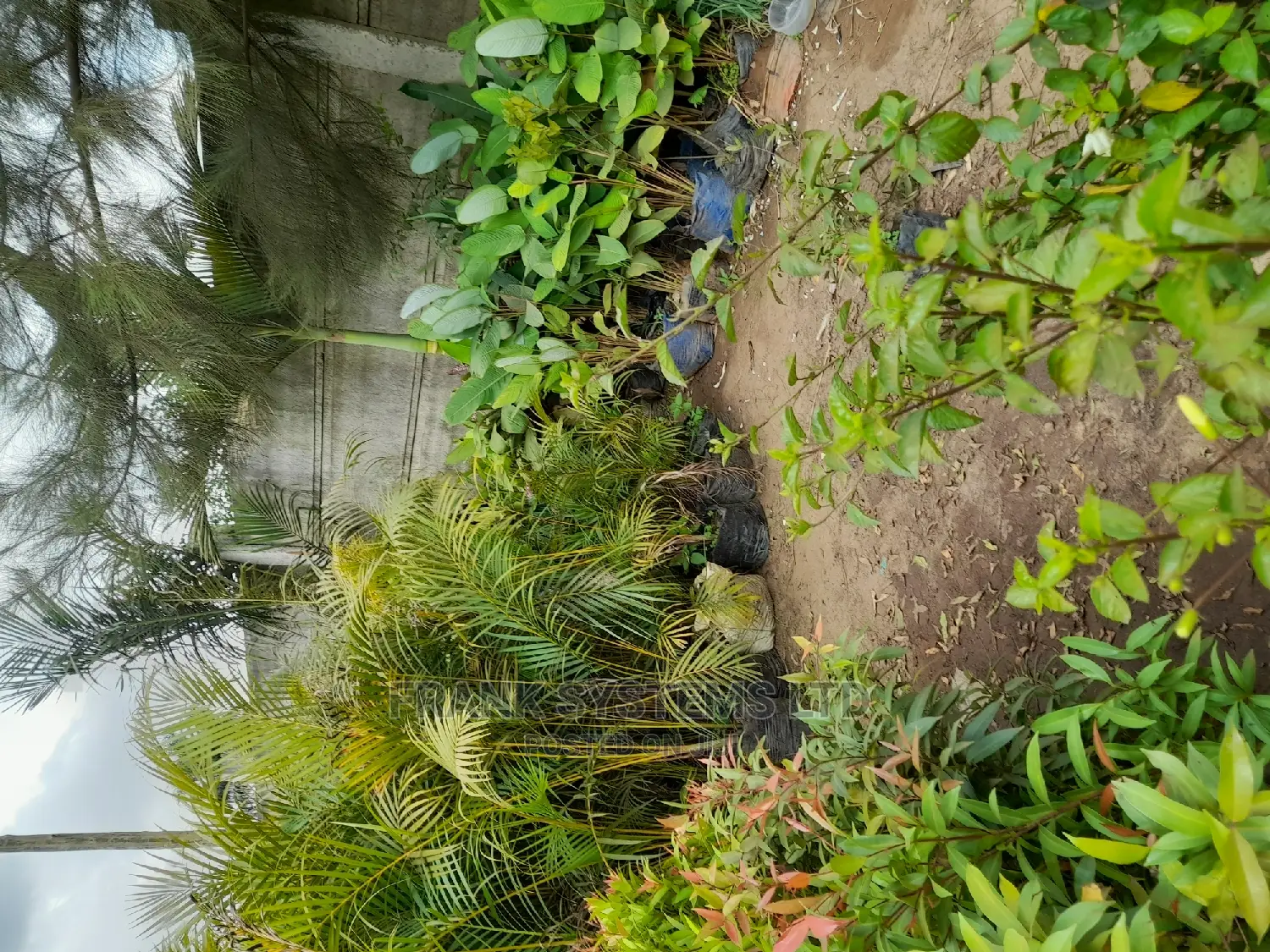 Flowering and Gardening