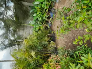Flowering and Gardening