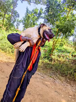 Professional Dog Walker