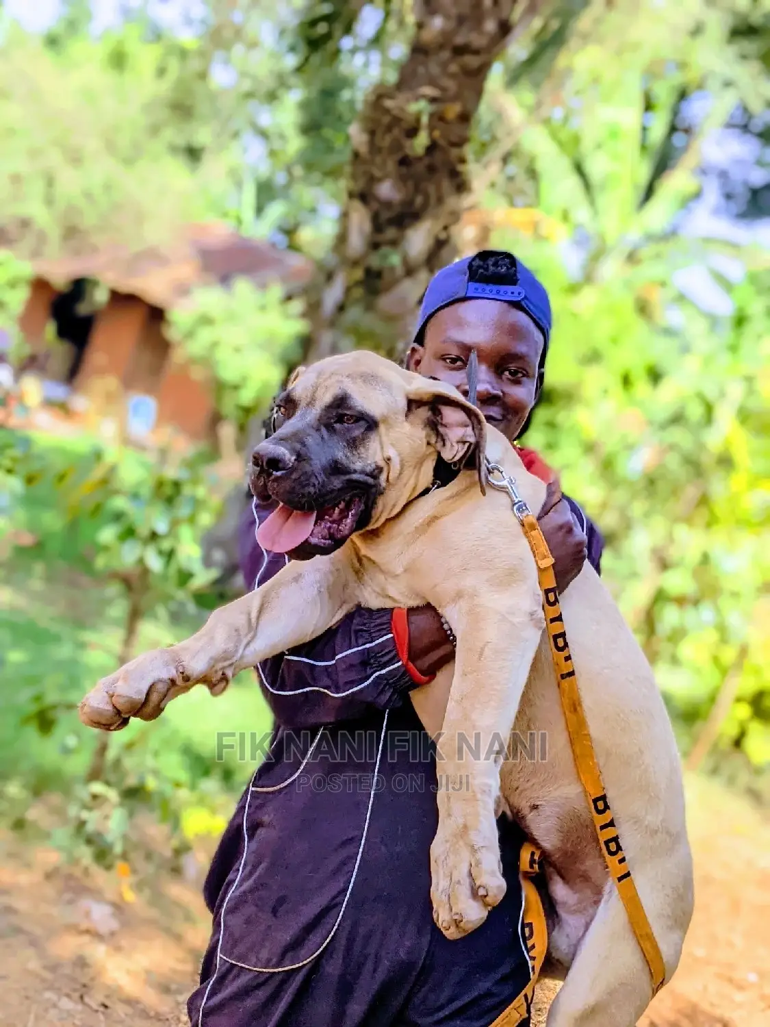 Professional Dog Walker