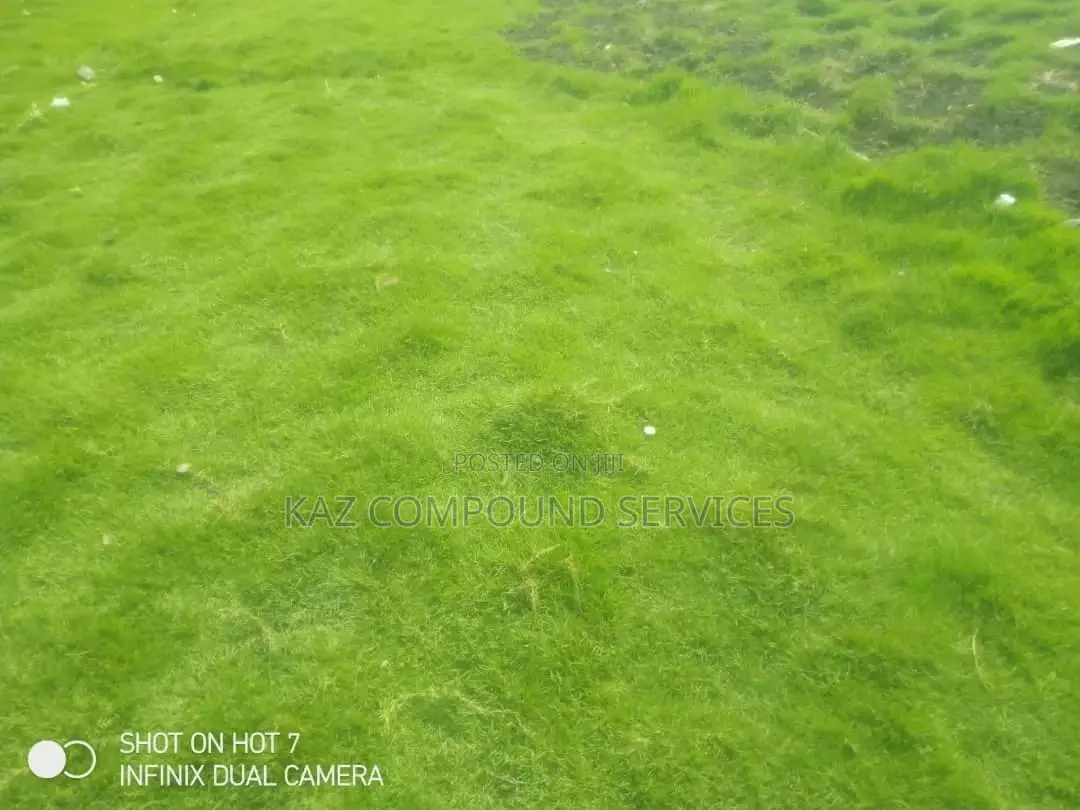 Natural Grass for Compound, Play Grounds Etc
