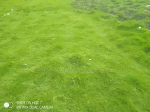 Natural Grass for Compound, Play Grounds Etc