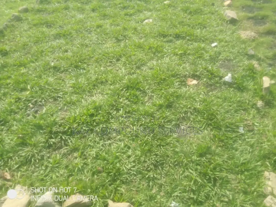 Natural Grass for Compound, Play Grounds Etc