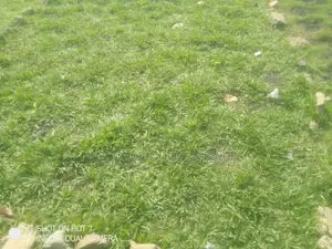 Natural Grass for Compound, Play Grounds Etc
