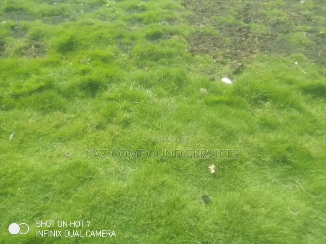 Natural Grass for Compound, Play Grounds Etc
