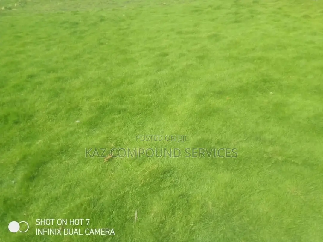 Natural Grass for Compound, Play Grounds Etc