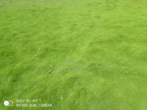 Natural Grass for Compound, Play Grounds Etc