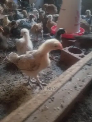 Well Prepared Chicks 4 Birds (Kroilers).