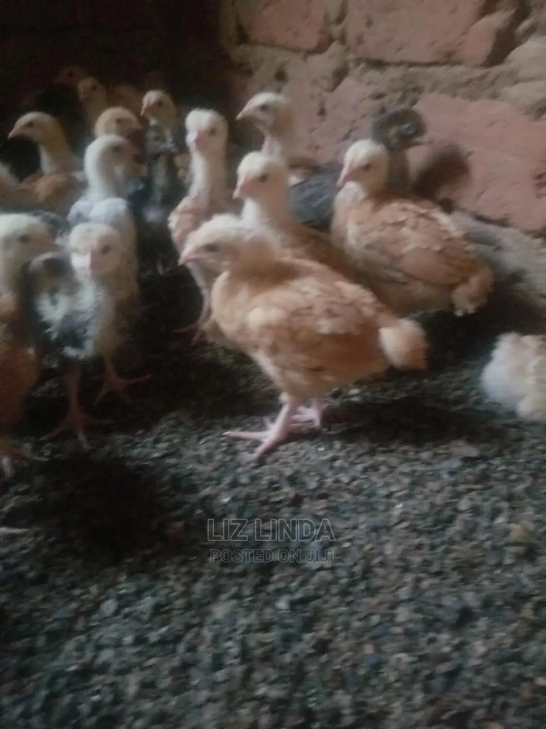 Well Prepared Chicks 4 Birds (Kroilers).