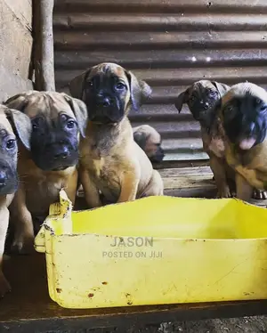 1-3 Months Male Purebred Boerboel