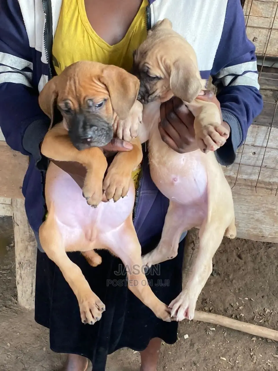 1-3 Months Male Purebred Boerboel