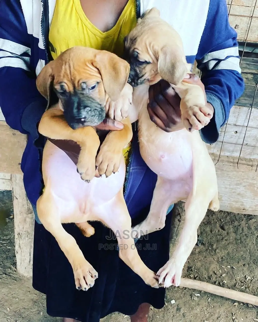 1-3 Months Male Purebred Boerboel
