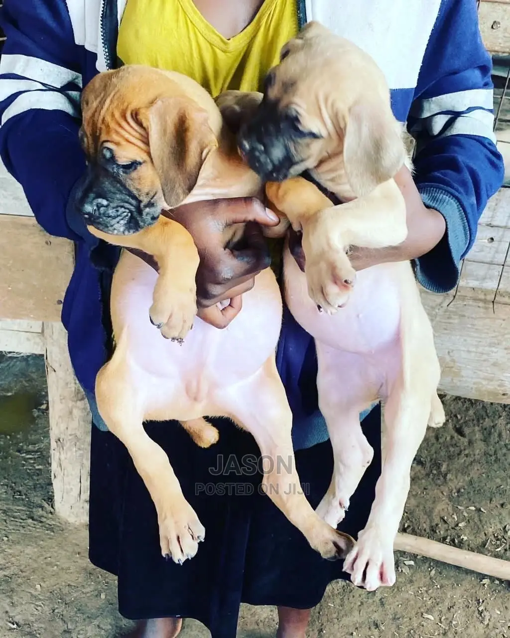1-3 Months Male Purebred Boerboel