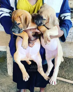 1-3 Months Male Purebred Boerboel