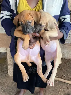 1-3 Months Male Purebred Boerboel