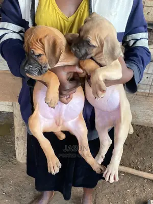 1-3 Months Male Purebred Boerboel