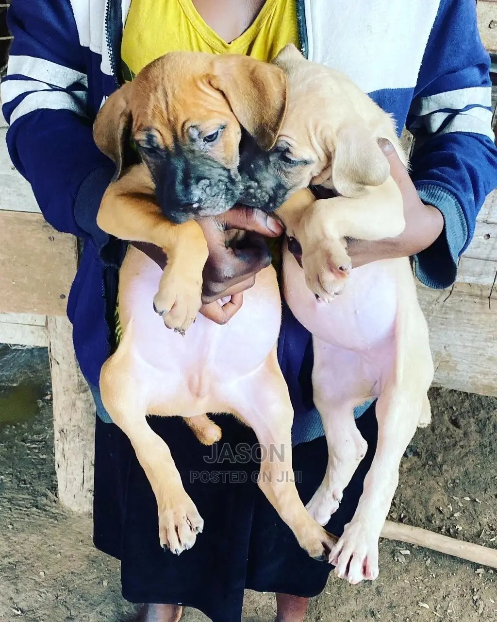 1-3 Months Male Purebred Boerboel