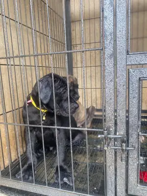 1-3 Months Male Purebred Boerboel