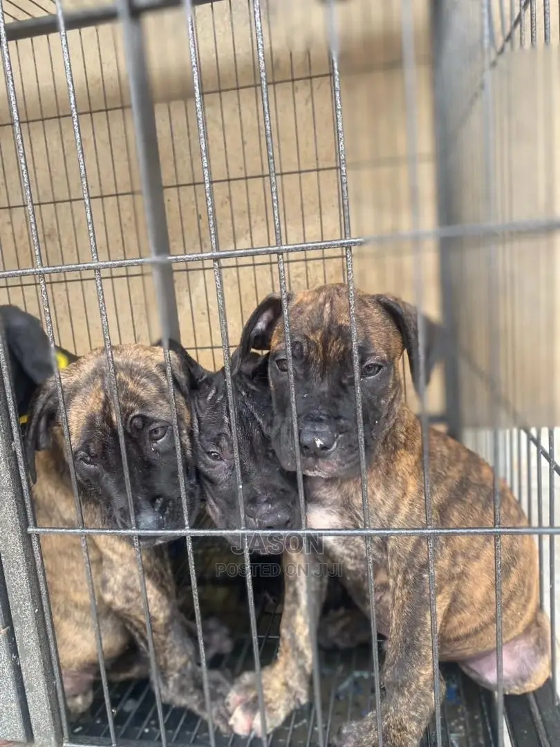 1-3 Months Male Purebred Boerboel