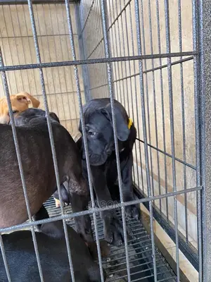 1-3 Months Male Purebred Boerboel