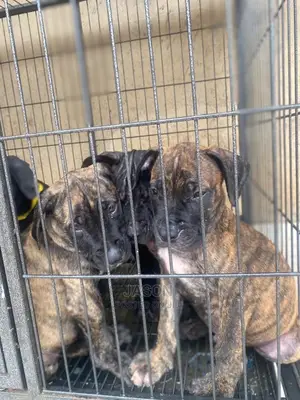 1-3 Months Male Purebred Boerboel
