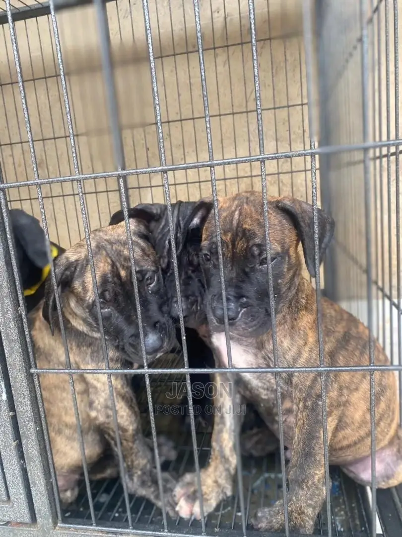 1-3 Months Male Purebred Boerboel