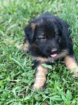 1-3 Months Male Purebred German Shepherd