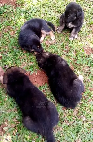 1-3 Months Male Purebred German Shepherd
