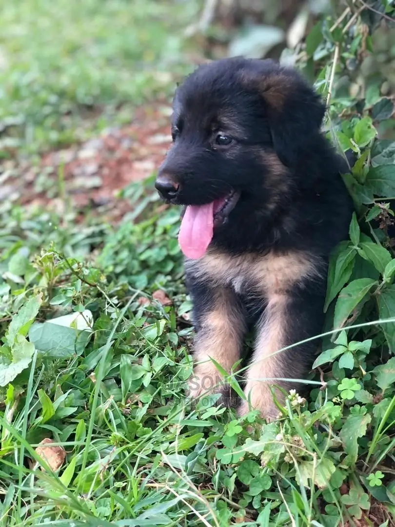 1-3 Months Male Purebred German Shepherd