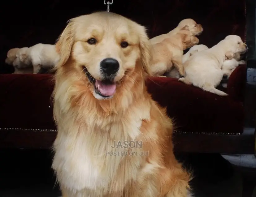 1-3 Months Male Purebred Golden Retriever