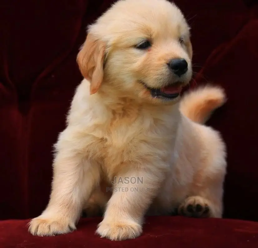 1-3 Months Male Purebred Golden Retriever