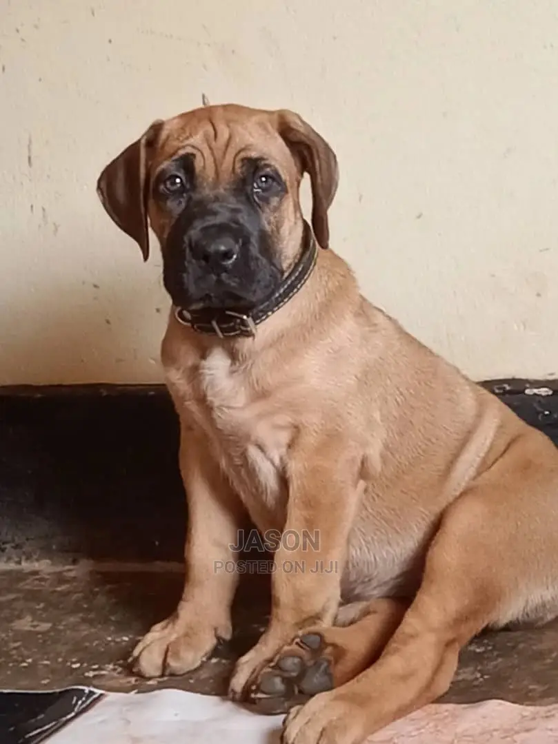 3-6 Months Male Purebred Boerboel