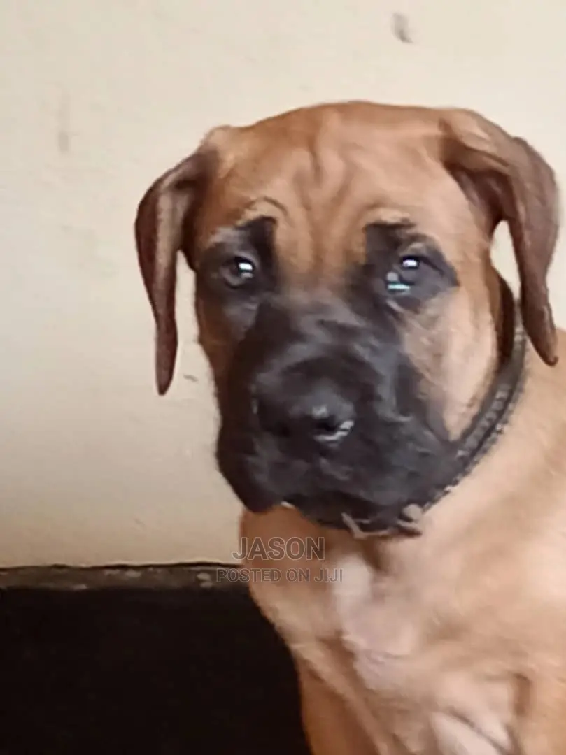 3-6 Months Male Purebred Boerboel