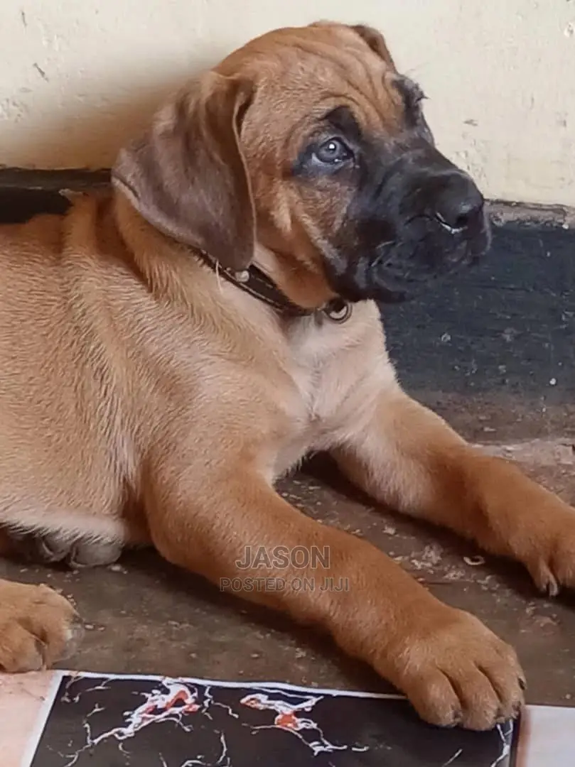 3-6 Months Male Purebred Boerboel